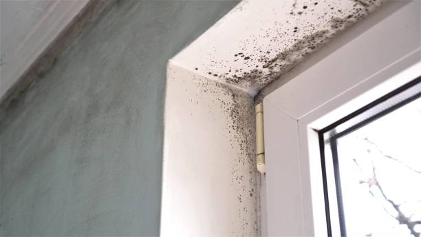 Best Local Mold Removal Service  in Vineyard, CA