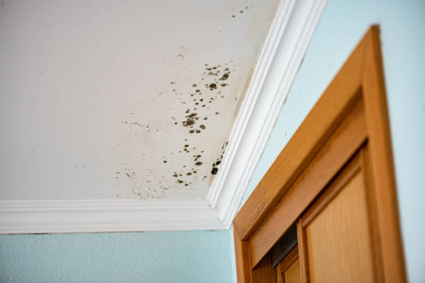 Best Mold Removal Specialists  in Vineyard, CA
