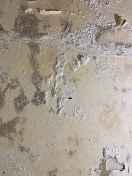 Best Certified Mold Removal  in Vineyard, CA