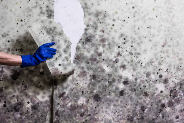 Mold Removal Process in Vineyard, CA