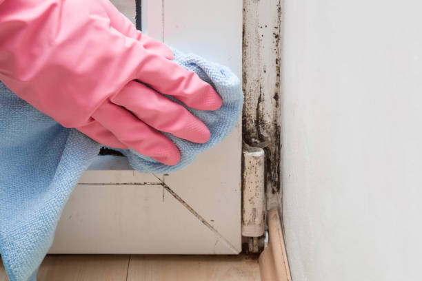 Best Mold Damage Repair  in Vineyard, CA