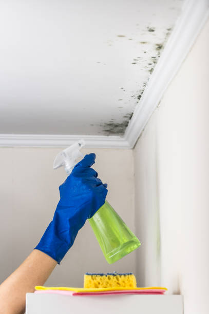 Best Professional Mold Removal  in Vineyard, CA