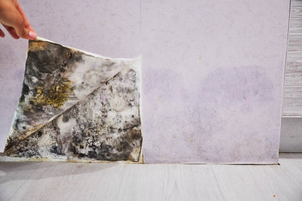 Best Home Mold Removal  in Vineyard, CA